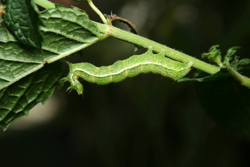 Plutella xylostella caterpillar